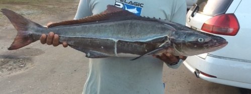 cobia.jpg