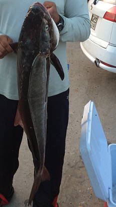 cobia2.png