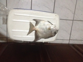 ImageUploadedByTriniTuner1460939838.667399.jpg