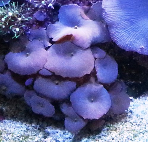 Mushroom.jpg