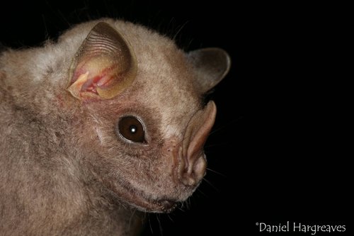 Chiroderma villosum.jpg