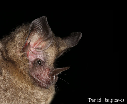 Glyphonycteris sylvestris.jpg