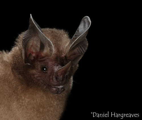 Lophostoma brasiliense.jpg