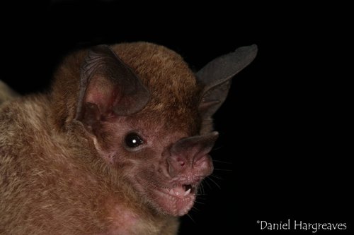 Phylloderma stenops.jpg
