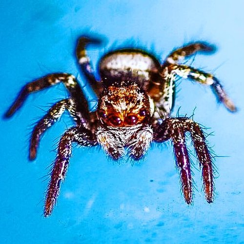 Carspider.jpg