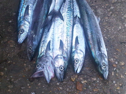 IMG00287-20110604-1008.jpg