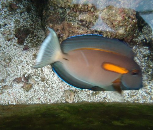 Orange shoulder tang.JPG