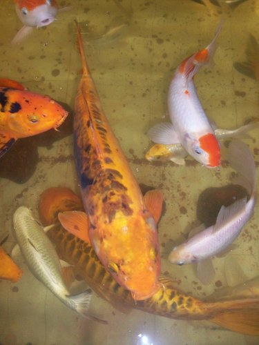 koi.jpg