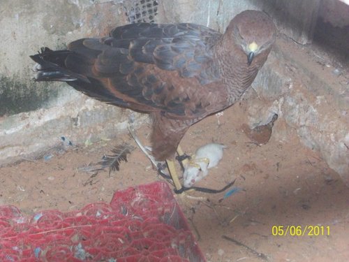 hawk.JPG