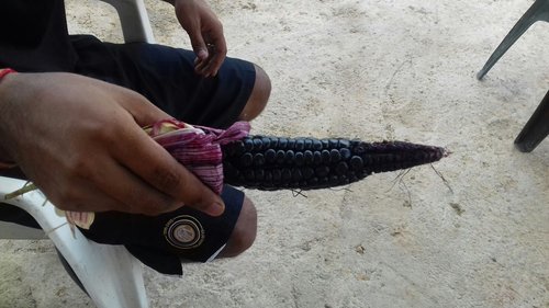 corn2.JPG