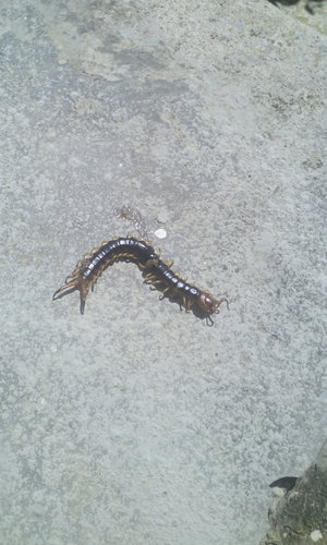 IMG-20160909-WA0006.jpeg