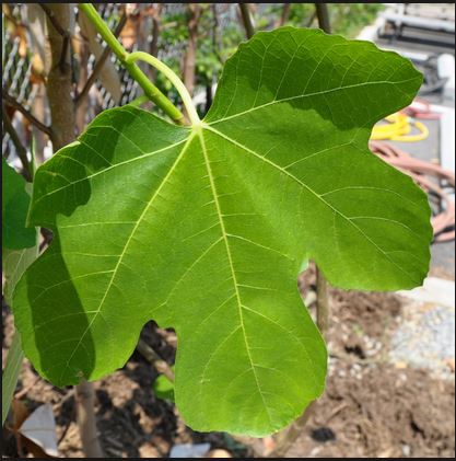 fig.JPG