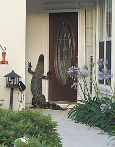 alligator IBTL.jpg