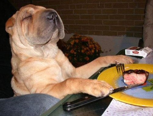 smug-dog-eating-dinner-table-13022172135.jpg