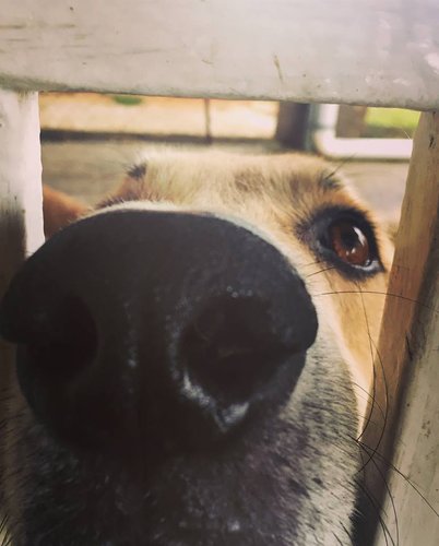 Kiba.jpg