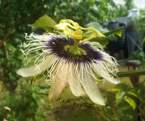 passion fruit flower.jpg