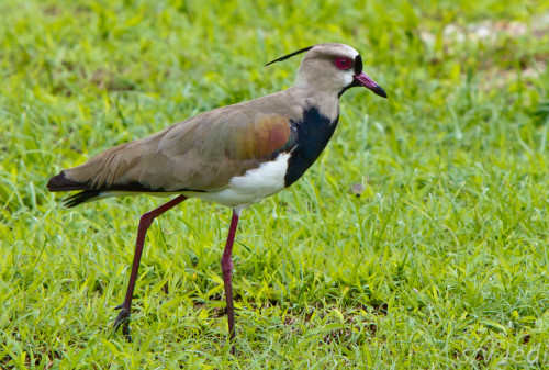 Southern_Lapwing.jpg