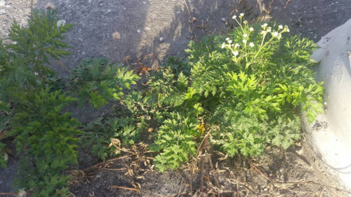 20180423_170449.jpg