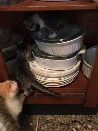 kitty1.jpg