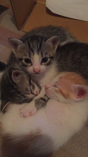 kitty3.jpg