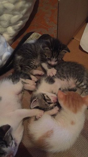 kitty4.jpg