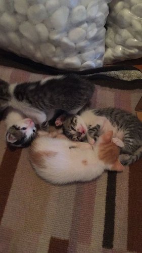 kitty5.jpg