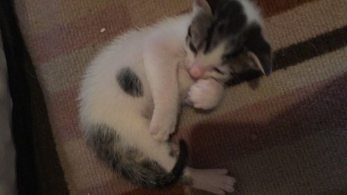 kitty6.jpg