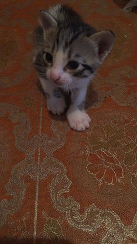 kitty7.jpg
