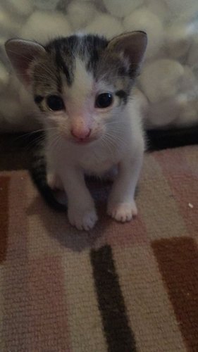 kitty8.jpg