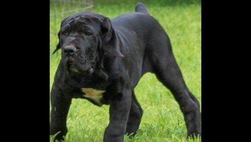 Mr MidNight 5 months.jpg