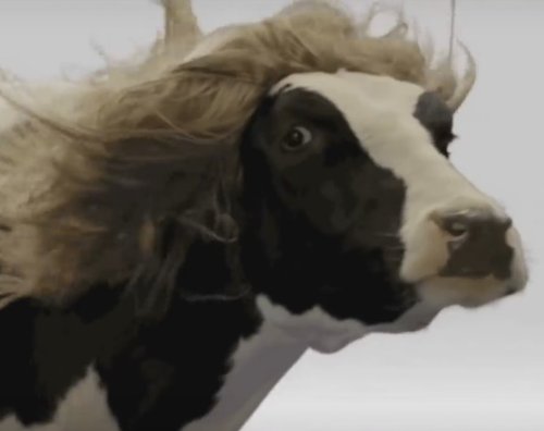 poor cow.jpg