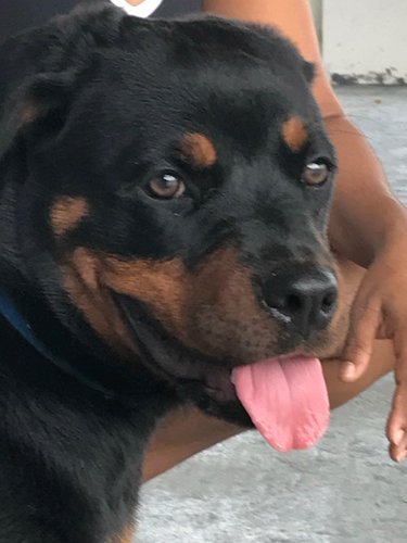 Rott.JPG