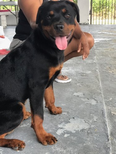 Rott 1.JPG