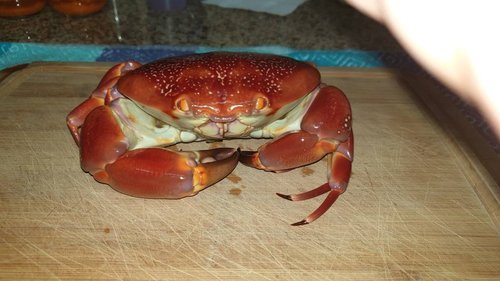 20190106_174526.jpeg