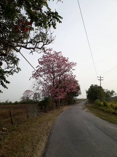 20190317_070411.jpeg