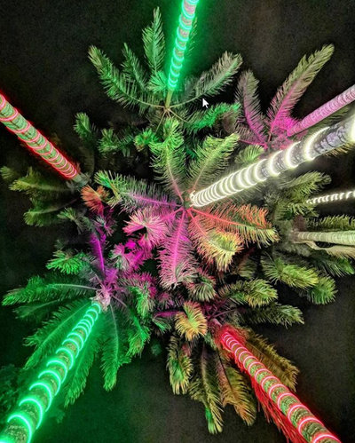 Christmas Lights.jpg