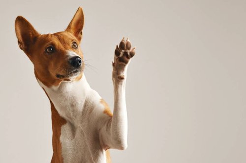 dog-paw-air.jpeg