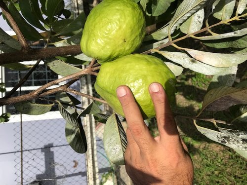 Guava.jpg