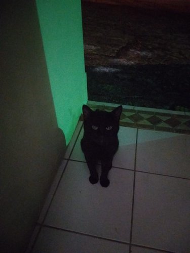 Cat.jpeg