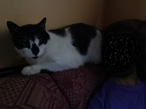 panda cat.jpg