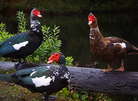 37341752.MuscovyDucks7412.jpg
