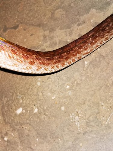 rainbow boa5.jpg