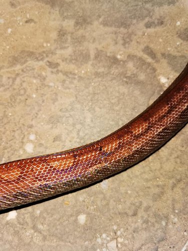 rainbow boa4.jpg