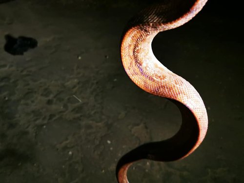 rainbow boa1.jpg