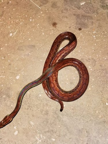rainbow boa.jpg