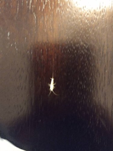 IMG_20201002_203600599.jpeg
