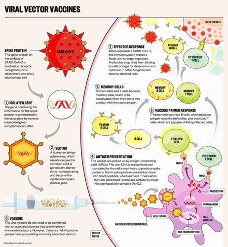 Covid-19-vaccines-vector-1-768x832.png