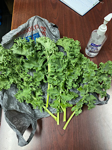 Kale.JPG