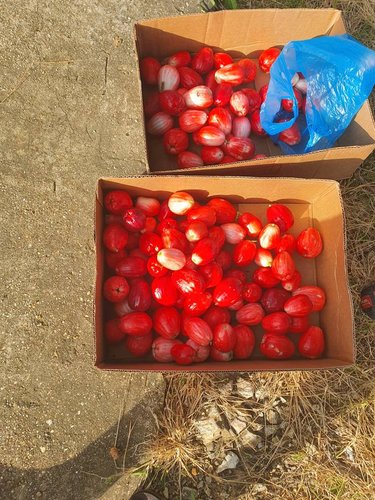 20210602_072250.jpeg