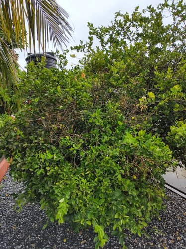 IMG_20210605_111808398_HDR.jpeg